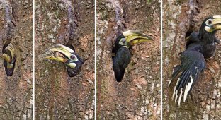 The male “concrete” the female and children alive inside the tree. It sounds gloomy, but in the end all the birds are happy (10 photos)