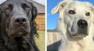 Black dog turned completely white due to rare disease (8 photos)