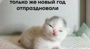 Лучшие шутки и мемы из Сети. Выпуск 685