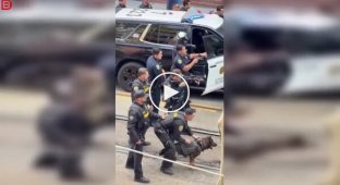 В Сан-Диего полицейская собака задержала подозреваемого в нападении с ножом