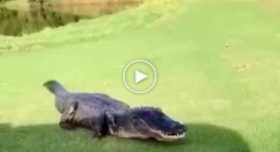Милый крокодил просто хочет поиграть в гольф
