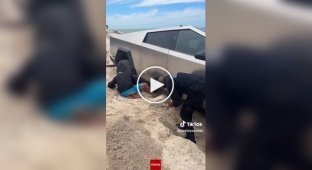 Всюдихід, Ілон: копи відкопали Tesla Cybertruck на пляжі через загрозу припливу