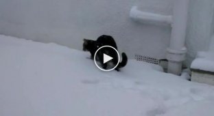 Кот изучает снег
