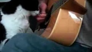 Кот хорошо устроился под гитару