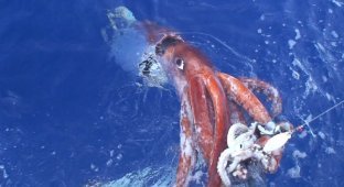Гигантский кальмар: У страха глаза велики. Мифы и правда о монстрах из глубин (10 фото)