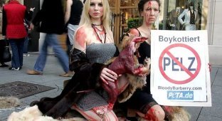 Активисты защиты животных со всего мира объявили войну Burberry (8 фото)
