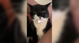 The owner feeds his beloved cat by hand