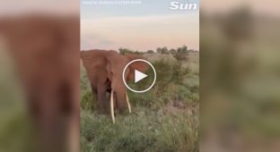 Слон напав на автомобіль із туристами в Африці