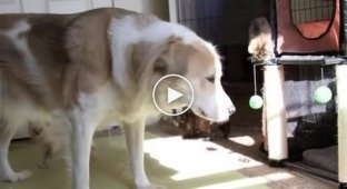 Стеснительный пес и стая игривых котят