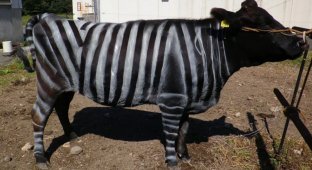 The Japanese painted cows to look like zebras. Because it is necessary (5 photos)