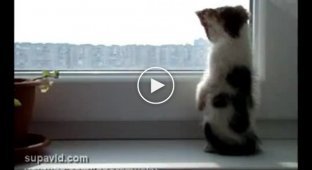 Котенок смотрит в окно
