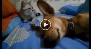 Кіт покарав собаку за некультурну витівку