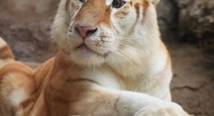 Ava - a golden tigress from Thailand, who became a new star of social networks (7 photos + video)