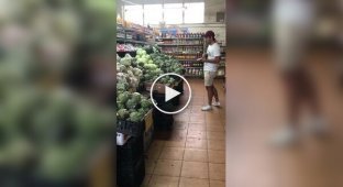 Пушистый любитель брокколи