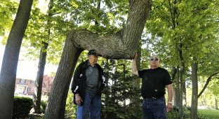 For what purpose did the American Indians bend tree trunks for many centuries? (6 photos)