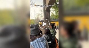 Cat "high fives" temple visitors