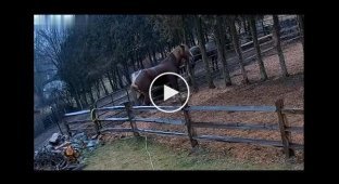 Лошади устроили драматичную стычку в загоне