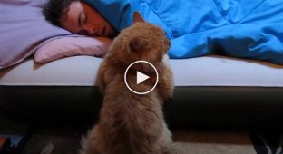 How this ginger cat waits for his owner to wake up