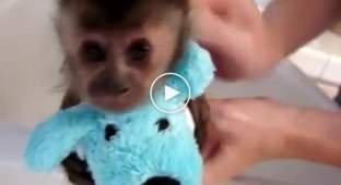 Купание крошечной обезьянки