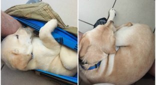 How Axel grows. Labrador became a star on the Internet, bothering its owner in the toilet (12 photos)