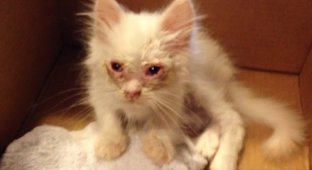 Что сделала любовь и забота с больным бездомным котенком (11 фото)