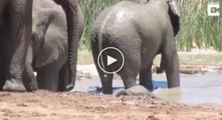 A herd of elephants saved a baby elephant from death in the mud