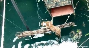 Спасение леопарда, упавшего в 18-метровый колодец