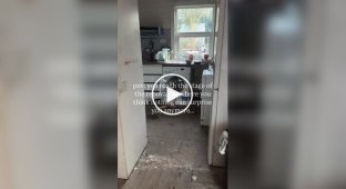 Ремонт шел по плану, пока супруги не нашли лису у себя на кухне