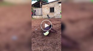 Красивое и удивительное (короткие видео). Выпуск 36