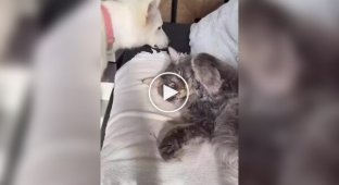 Cat ignored a dog that sat on him