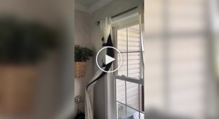 Какой у вас странный кот