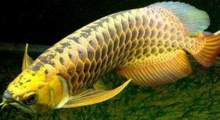 A man bought an expensive golden fish Arowana with a surprise (6 photos + 1 video)