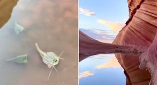 A tourist found in the desert "living fossils" that have been living on Earth for 550 million years (4 photos + 1 video)