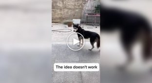 A man made a harness with a magnet for a husky