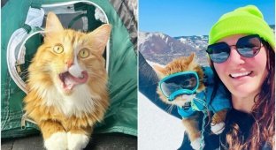 Кот ходит в походы и катается на лыжах с хозяевами (17 фото)