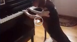 Музыкальный пес играет на пианино и поет