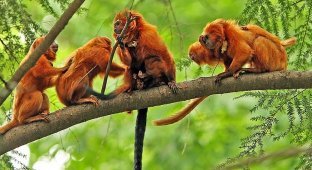 In the jungles of Brazil lives a very rare lion monkey, which scares uninvited guests with its roar (4 photos)