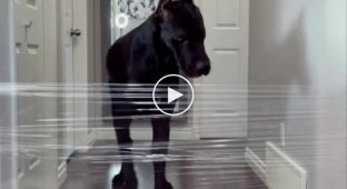 The girl made a fence out of cling film to test her Great Dane's reaction.