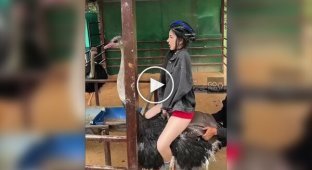 Нова розвага у китайської молоді — катання на страусах