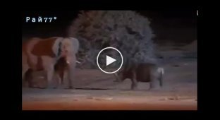 Носорог сильно пожалел, что связался со слоном в ЮАР
