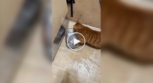 Рудий кіт, вихований єнотами