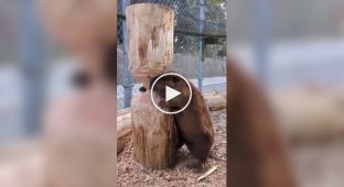 Beaver surprised tourists: Rodent put on a show at the zoo