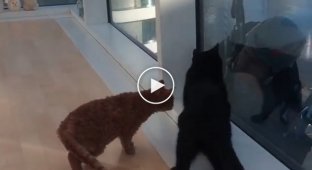 Мойщики за окном развлекают котов