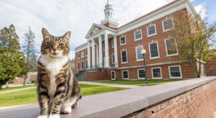 An American university awarded a cat a Doctor of Science degree (3 photos + 1 video)