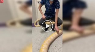An Albino Burmese Python and a Problem Its Owners Were Unaware of