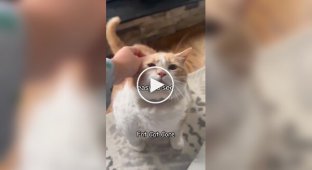 Everyday life of body-positive cats