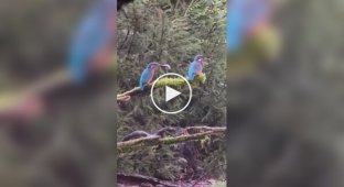 Offended: female ignores kingfisher