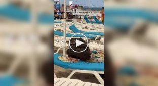 During a beach holiday, a family discovered that their things had been taken over by hundreds of bees