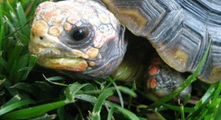  Протез для черепахи (11 фото)