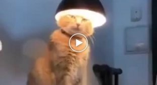 Saint Eulampios cat meditating under a lamp